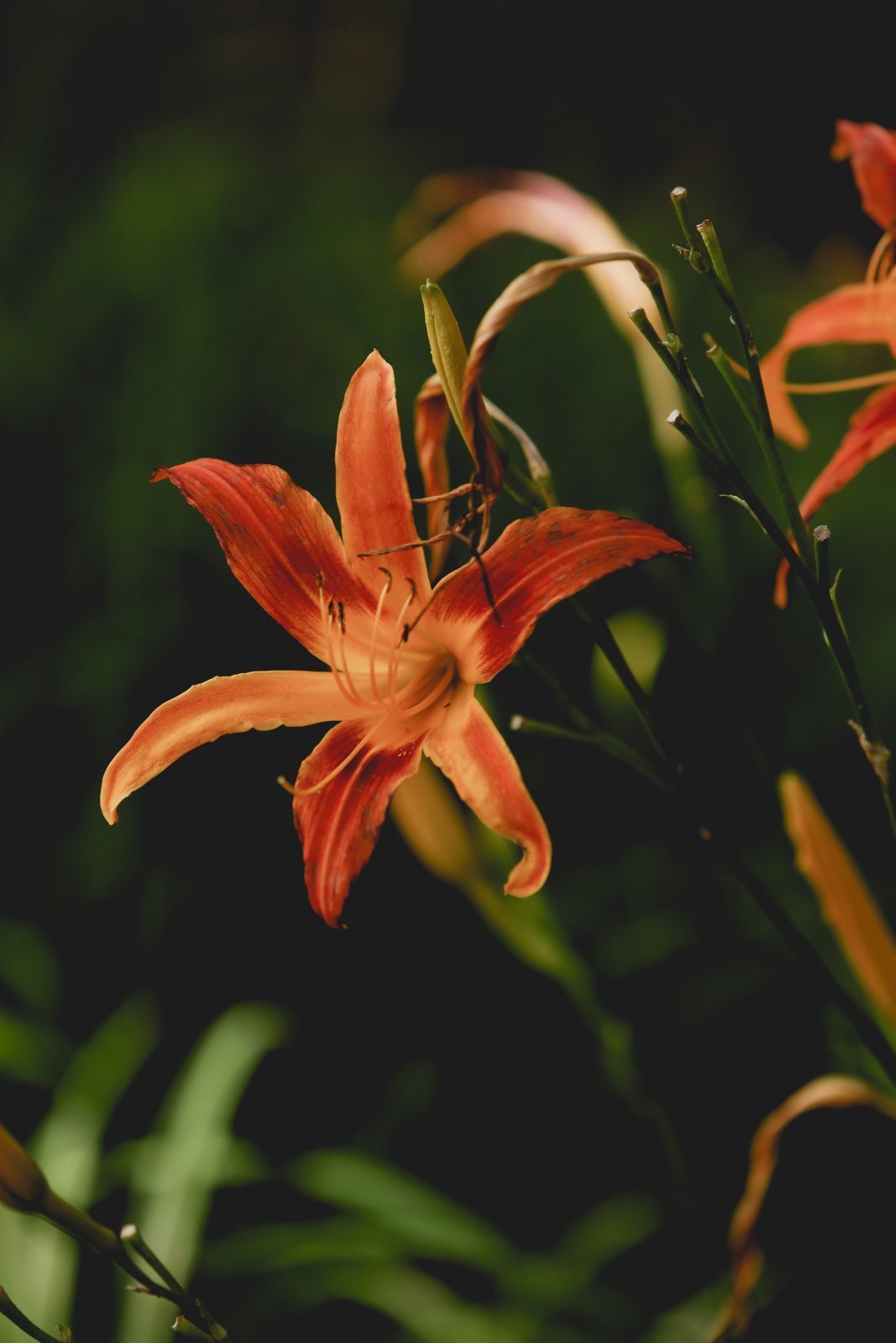 Foto Ensaio de 15 anos Luana - Imagem 155