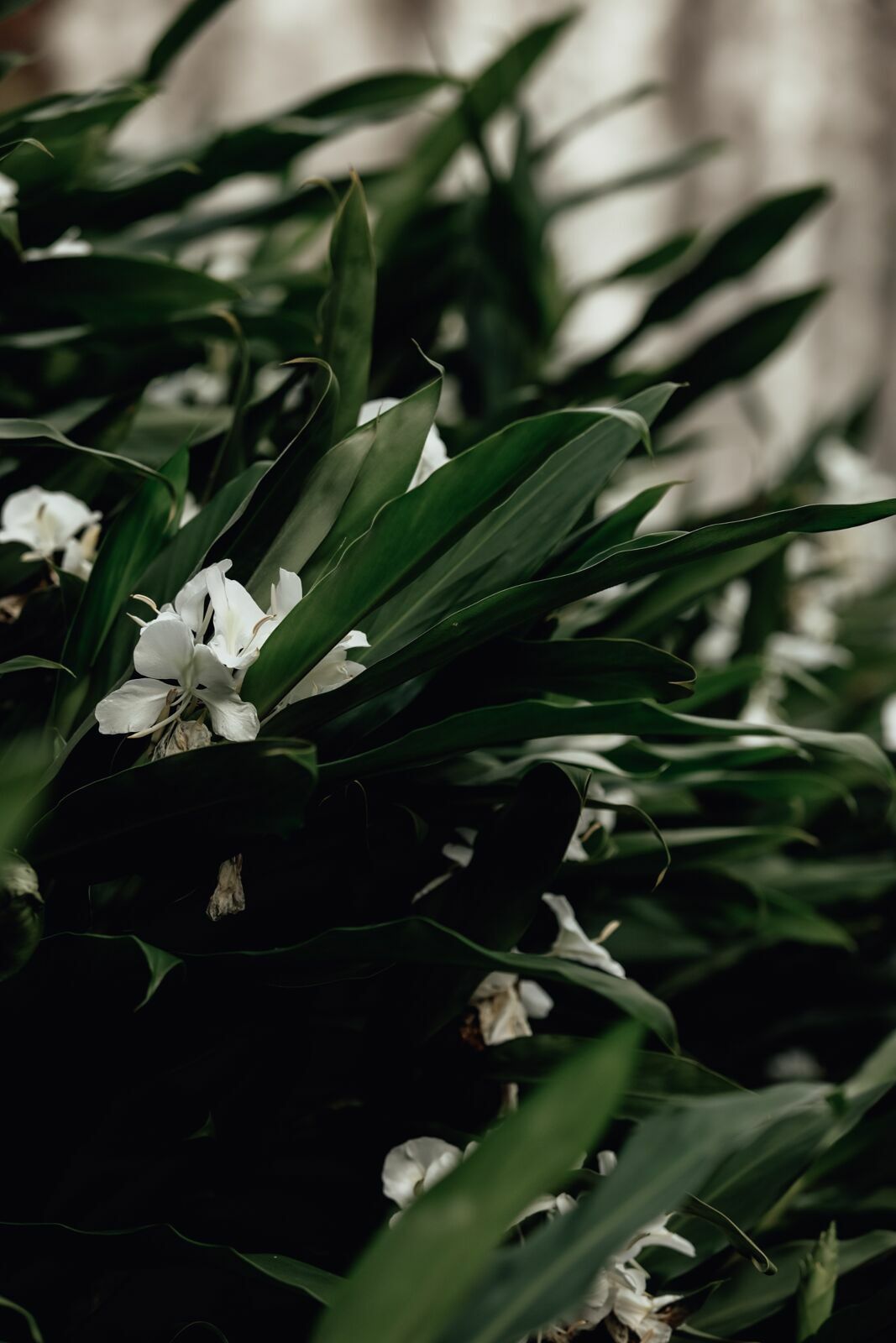 Foto Vitória Francis - Imagem 124