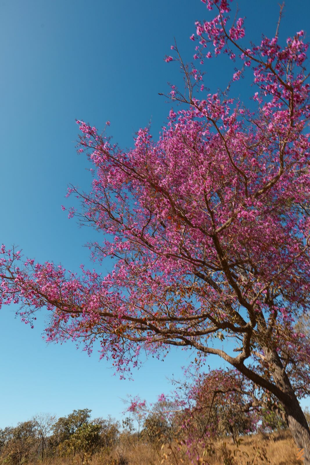 Foto Pre wedding Luana e Onilio - Pirinopolis GO - Imagem 1