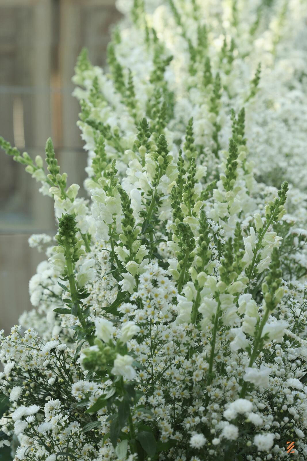 Foto cas Paola e Raphael Foto cas Paola e Raphael - Imagem 34